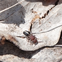 Mutillidae (family) (Unidentified Mutillid wasp or velvet ant) at Hall, ACT - 6 Nov 2024 by Anna123