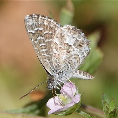 Theclinesthes serpentata (Saltbush Blue) at Hall, ACT - 6 Nov 2024 by Anna123