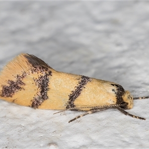 Psaroxantha calligenes at Melba, ACT - 3 Nov 2024 11:03 PM