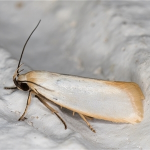 Xylorycta assimilis at Melba, ACT - 3 Nov 2024 11:04 PM