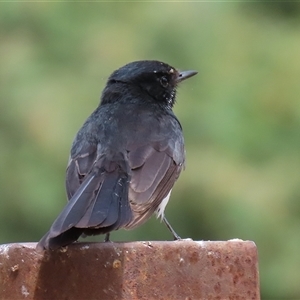 Rhipidura leucophrys at Fyshwick, ACT - 5 Nov 2024 11:50 AM