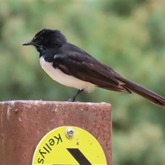 Rhipidura leucophrys at Fyshwick, ACT - 5 Nov 2024 11:50 AM