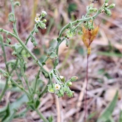 Hackelia suaveolens (Sweet Hounds Tongue) at Whitlam, ACT - 4 Nov 2024 by sangio7