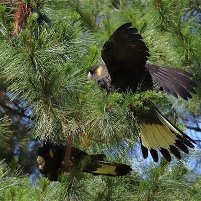 Zanda funerea (Yellow-tailed Black-Cockatoo) at Yarralumla, ACT - 30 Oct 2024 by TimL