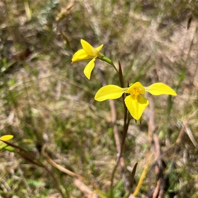 Diuris monticola (Highland Golden Moths) at Palerang, NSW - 6 Nov 2024 by IanBurns