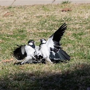 Grallina cyanoleuca at Kingston, ACT - 29 Aug 2024