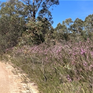 Kunzea parvifolia at Palerang, NSW - 6 Nov 2024