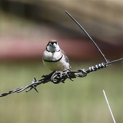 Stizoptera bichenovii (Double-barred Finch) at Fyshwick, ACT - 5 Nov 2024 by RodDeb