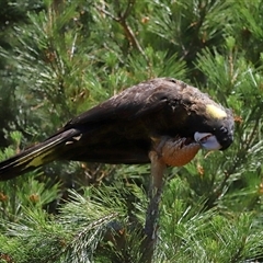 Zanda funerea (Yellow-tailed Black-Cockatoo) at Yarralumla, ACT - 30 Oct 2024 by TimL