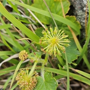 Hydrocotyle laxiflora at Belconnen, ACT - 5 Nov 2024