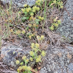 Hydrocotyle laxiflora at Belconnen, ACT - 5 Nov 2024