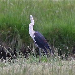 Ardea pacifica (White-necked Heron) at Fyshwick, ACT - 5 Nov 2024 by RodDeb