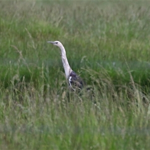 Ardea pacifica at Fyshwick, ACT - 5 Nov 2024 01:03 PM