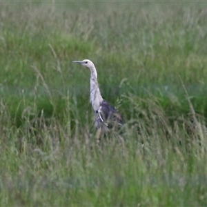 Ardea pacifica at Fyshwick, ACT - 5 Nov 2024 01:03 PM