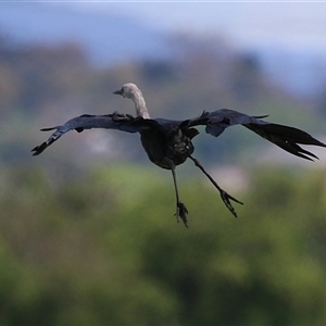 Ardea pacifica at Fyshwick, ACT - 5 Nov 2024 01:03 PM