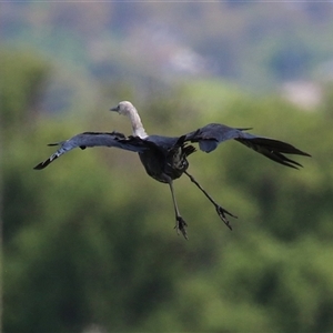 Ardea pacifica at Fyshwick, ACT - 5 Nov 2024