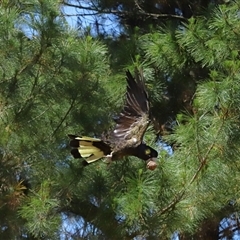 Zanda funerea (Yellow-tailed Black-Cockatoo) at Yarralumla, ACT - 30 Oct 2024 by TimL