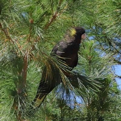 Zanda funerea (Yellow-tailed Black-Cockatoo) at Yarralumla, ACT - 30 Oct 2024 by TimL