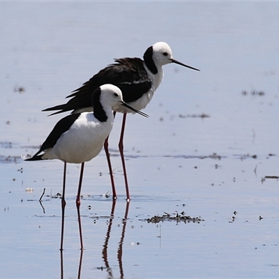 Himantopus leucocephalus (Pied Stilt) at Fyshwick, ACT - 5 Nov 2024 by RodDeb