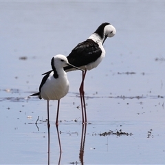 Himantopus leucocephalus at Fyshwick, ACT - 5 Nov 2024