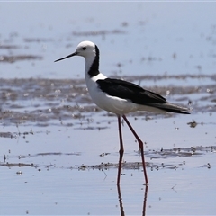 Himantopus leucocephalus at Fyshwick, ACT - 5 Nov 2024