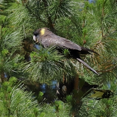 Zanda funerea (Yellow-tailed Black-Cockatoo) at Yarralumla, ACT - 30 Oct 2024 by TimL