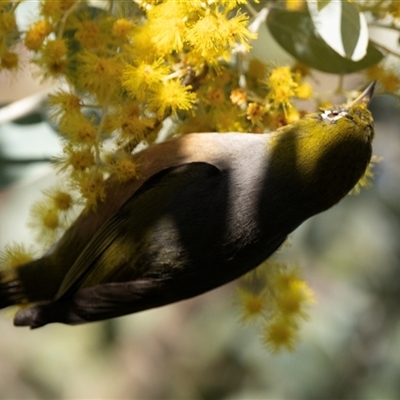 Zosterops lateralis (Silvereye) at Higgins, ACT - 28 Aug 2024 by AlisonMilton