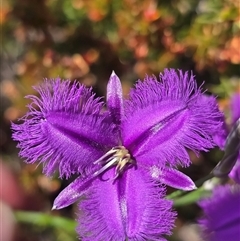 Thysanotus tuberosus (Common Fringe-lily) at Tharwa, ACT - 6 Nov 2024 by FeralGhostbat