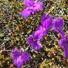 Thysanotus tuberosus at Tharwa, ACT - 6 Nov 2024