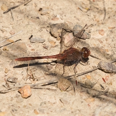 Diplacodes bipunctata (Wandering Percher) at Bruce, ACT - 16 Oct 2024 by AlisonMilton