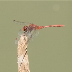 Diplacodes bipunctata at Bruce, ACT - 16 Oct 2024 12:10 PM