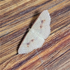 Epicyme rubropunctaria (Red-spotted Delicate) at Braidwood, NSW - 6 Nov 2024 by MatthewFrawley