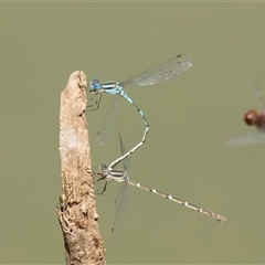 Austrolestes leda at Bruce, ACT - 16 Oct 2024 12:14 PM