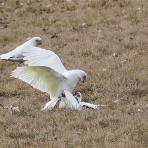 Cacatua sanguinea at Greenway, ACT - 17 Jul 2024