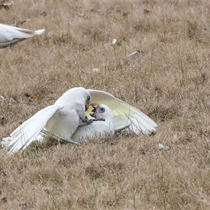 Cacatua sanguinea at Greenway, ACT - 17 Jul 2024