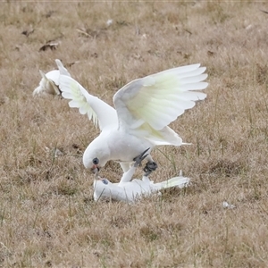 Cacatua sanguinea at Greenway, ACT - 17 Jul 2024