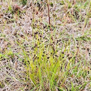 Schoenus apogon at Whitlam, ACT - 5 Nov 2024 08:22 AM