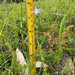 Thelymitra brevifolia (Short-leaf Sun Orchid) at Yanakie, VIC by Louisab