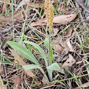 Plantago varia at Whitlam, ACT - 5 Nov 2024