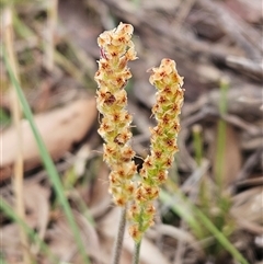 Plantago varia at Whitlam, ACT - 5 Nov 2024