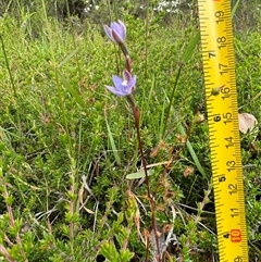 Thelymitra malvina (Mauve-tuft Sun-orchid) at Yanakie, VIC - 6 Nov 2024 by Louisab