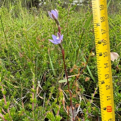 Thelymitra malvina (Mauve-tuft Sun-orchid) at Yanakie, VIC - 6 Nov 2024 by Louisab