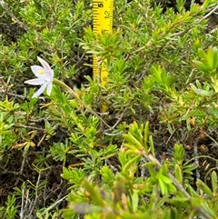 Thelymitra sp. (A Sun Orchid) at Yanakie, VIC - 6 Nov 2024 by Louisab