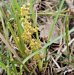 Lomandra filiformis subsp. coriacea (Wattle Matrush) at Whitlam, ACT - 4 Nov 2024 by sangio7