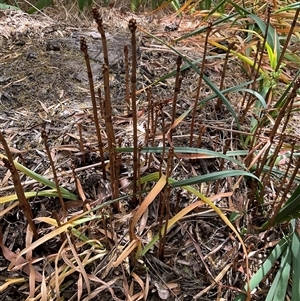 Gastrodia procera at Isaacs, ACT - suppressed