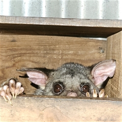 Trichosurus vulpecula at Braidwood, NSW - 6 Nov 2024