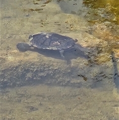 Chelodina longicollis (Eastern Long-necked Turtle) at Tharwa, ACT - 31 Oct 2024 by ChrisHolder