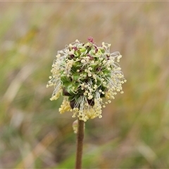 Sanguisorba minor (Salad Burnet, Sheep's Burnet) at Whitlam, ACT - 4 Nov 2024 by sangio7