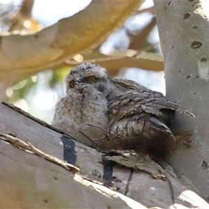 Podargus strigoides at Acton, ACT - 6 Nov 2024 10:54 AM