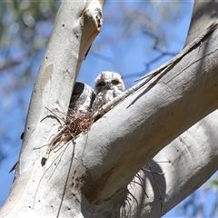 Podargus strigoides at Acton, ACT - 6 Nov 2024 10:54 AM